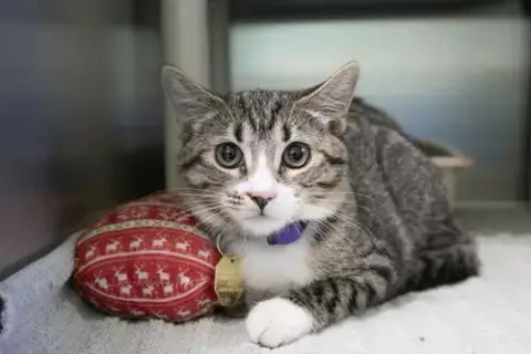 Zephyr photo 2