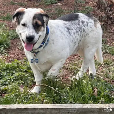 Petey photo 4