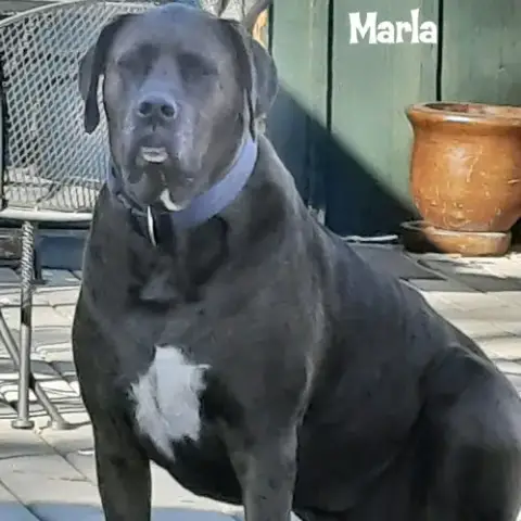 Marla photo 3