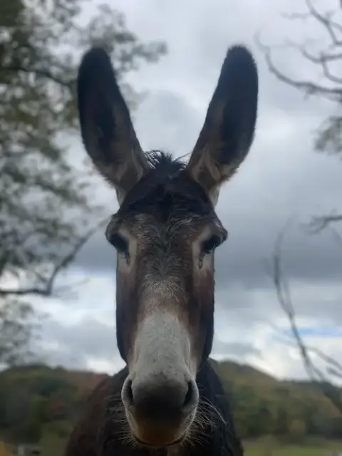 Juniper