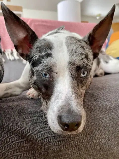 Trixie