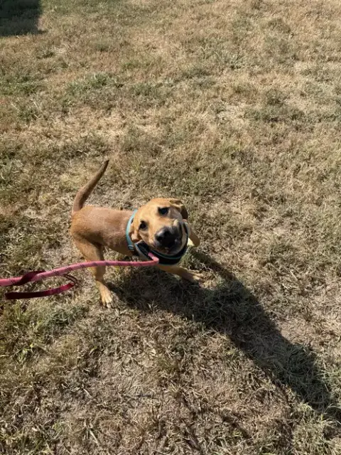 Chili