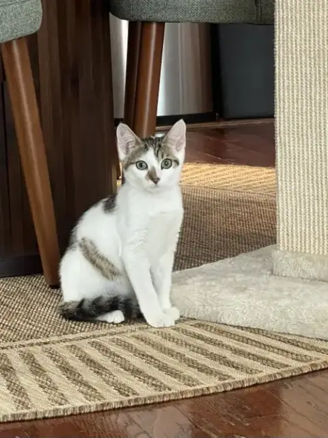 Birdie