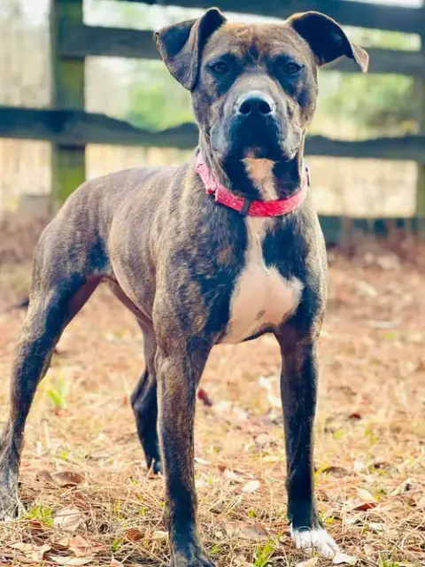 Courtesy Post..Gunner