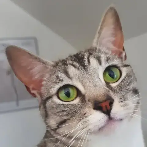 Mister Andy