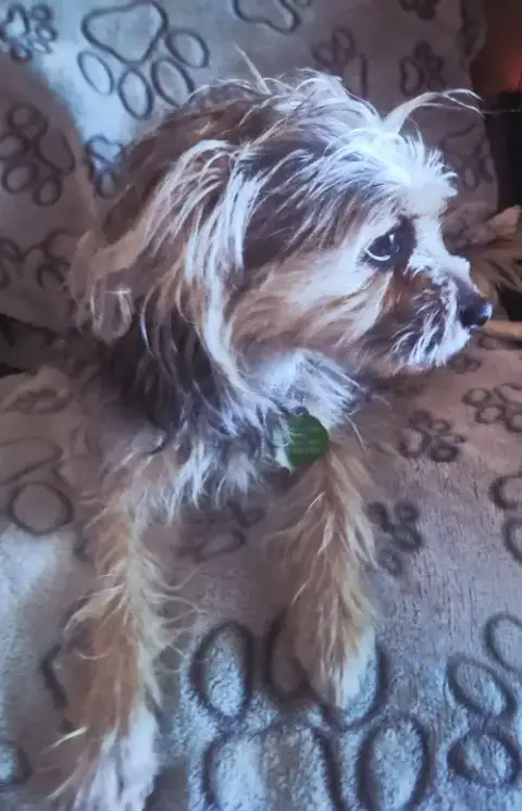Sable photo 3