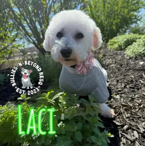 Laci photo 4