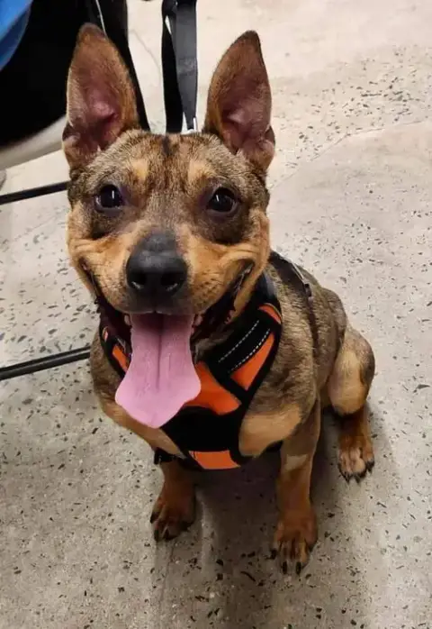 Ranger *Adopt* photo 2