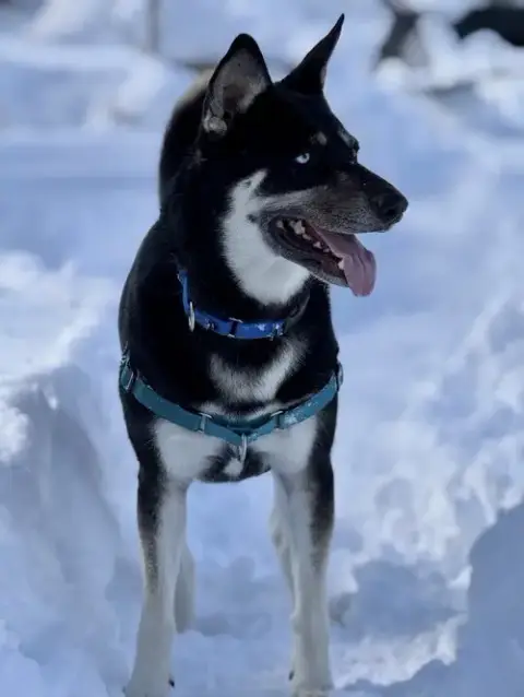 Shayla photo 2