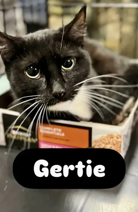 Gertie