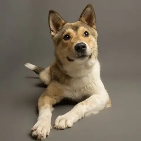 Dingo