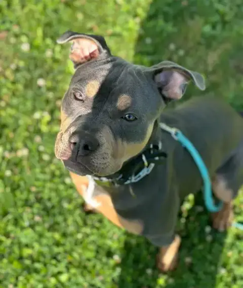 Remy photo 5