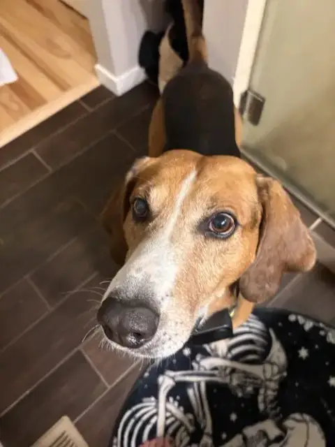 Sweetie Pie #1