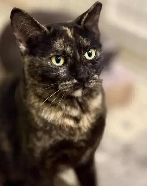 Phoebe photo 2