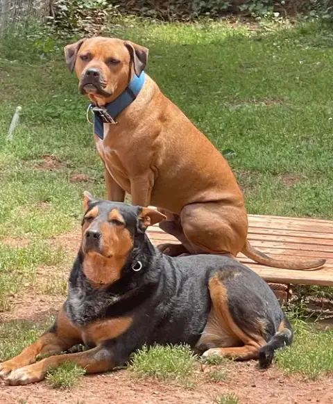 Tyson photo 5