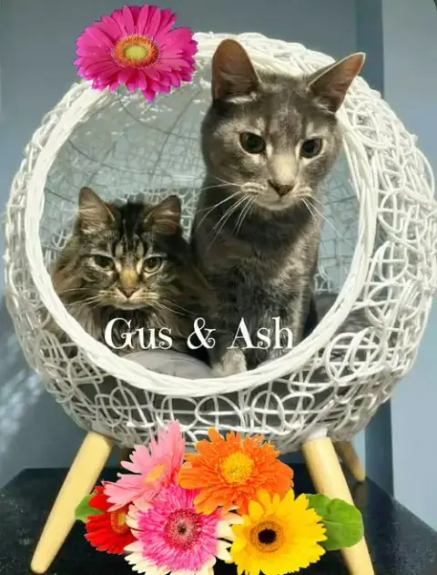 Ash