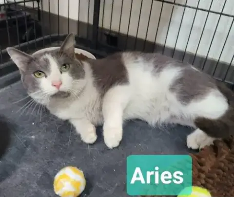 Aries photo 2