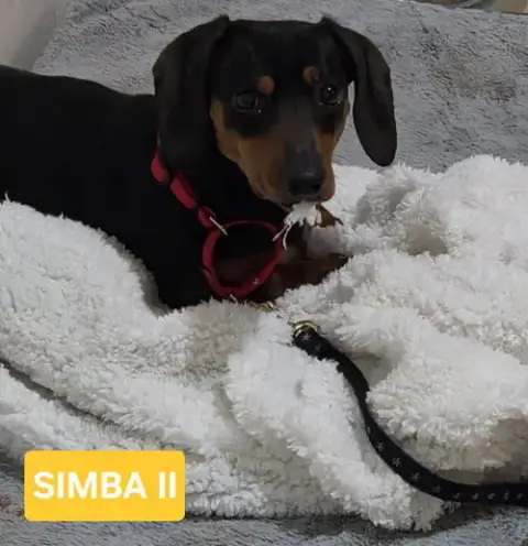 Simba 2 photo 3