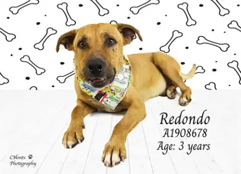 Redondo