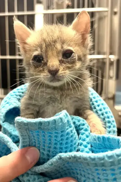 Kitten Fosters Desperately Needed photo 3