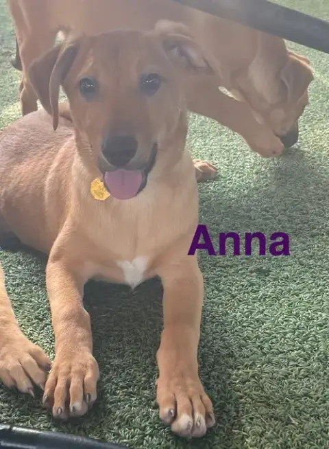 Anna photo 3