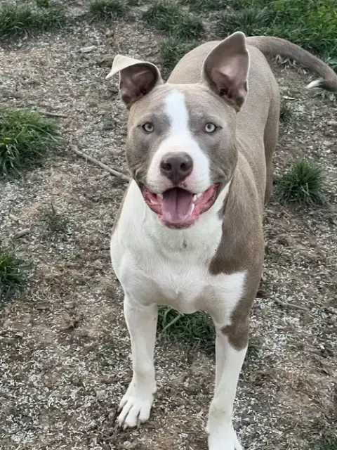 Two Tone Tucker photo 4