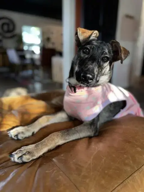 Brownie