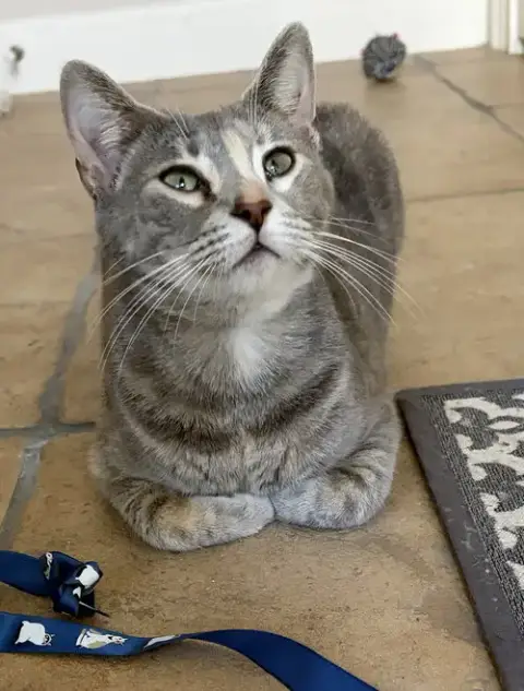 Frankie