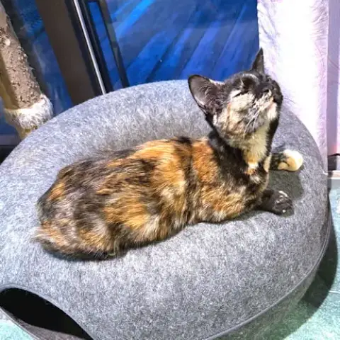 Polly photo 4