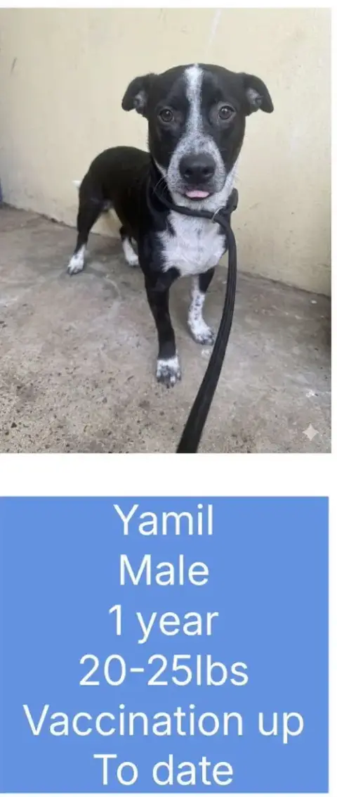 Yamil