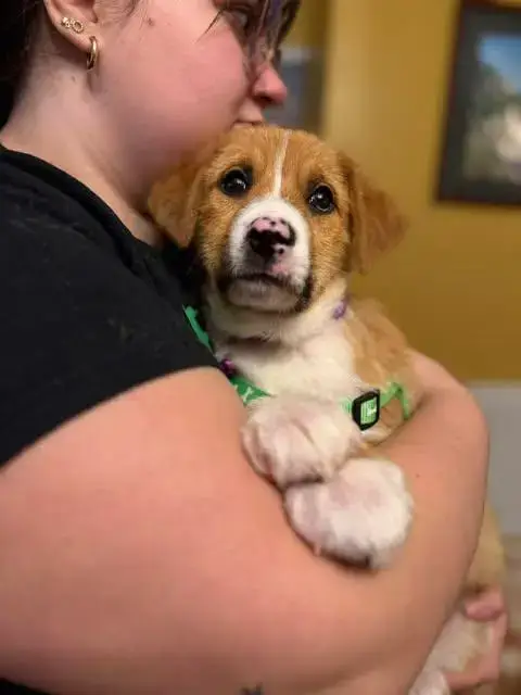 Puppy Teddy photo 3