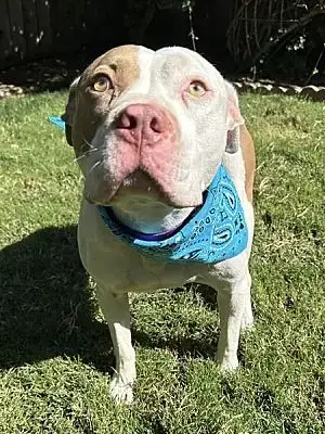 Ziggy photo 2