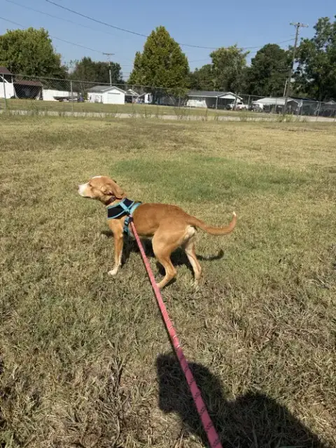 Dobby photo 4