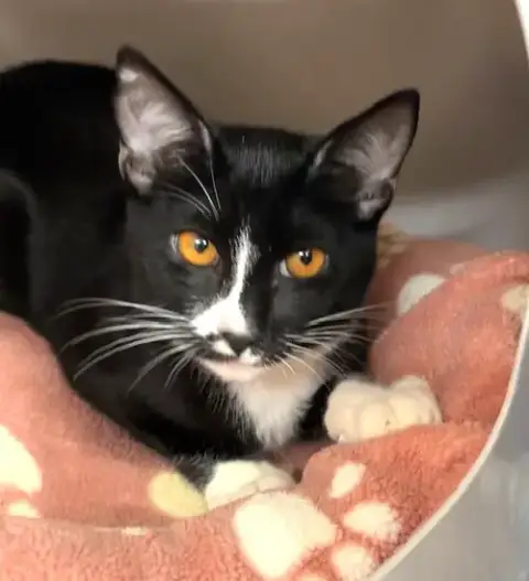 Kitten Genesis