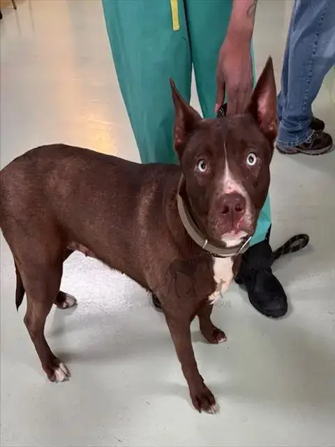 Heidi