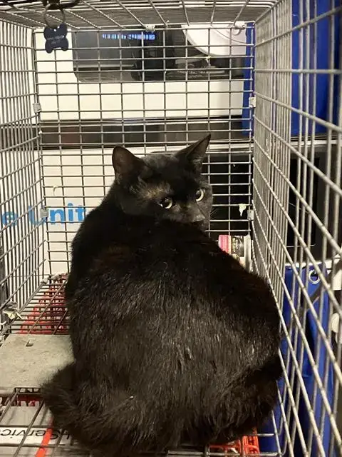 Figaro