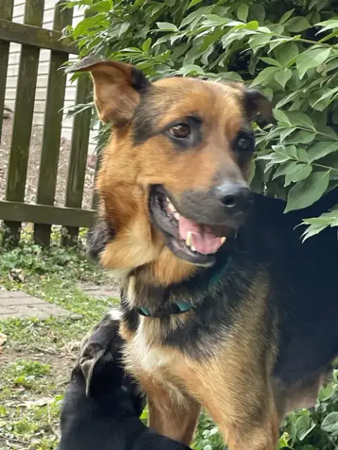 ***Lulu***