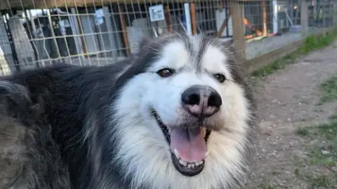 Nala photo 3