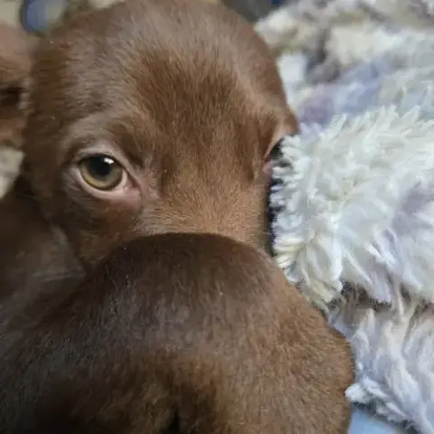 Brownie Cp photo 2