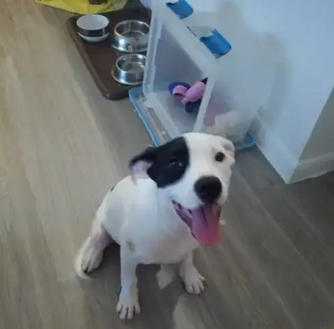 Lola