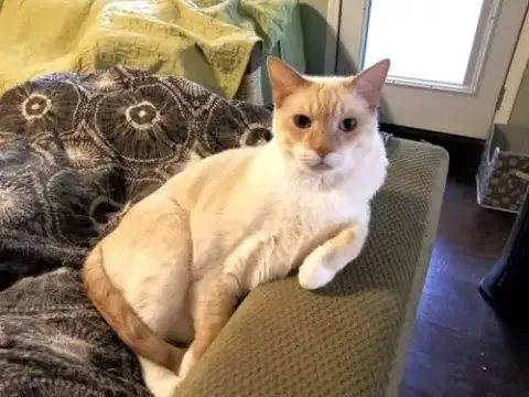 Neville