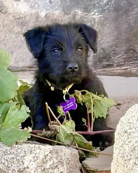 Scottie photo 4