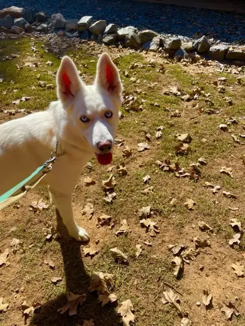 Ernie $100 Adoption Fee All Dogs photo 4
