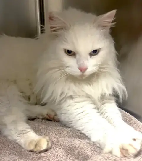 Bowie photo 2