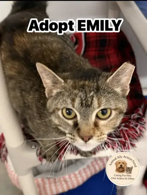 Emily