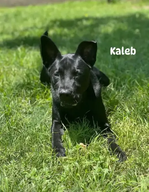 Kaleb photo 5