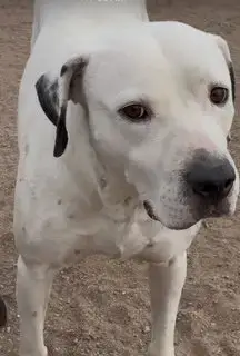 Yoshi