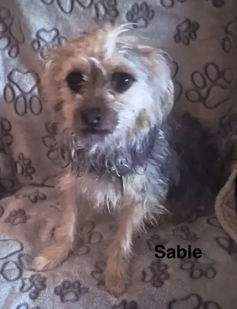 Sable photo 2