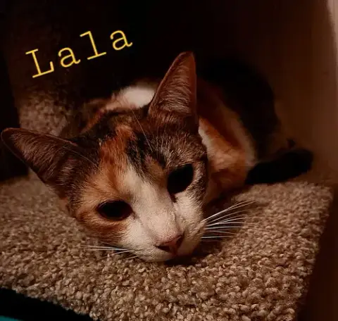 Lala photo 2