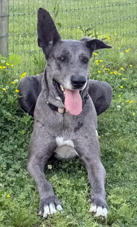 Roo photo 2